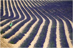 nury marc_plateau de valensole 79